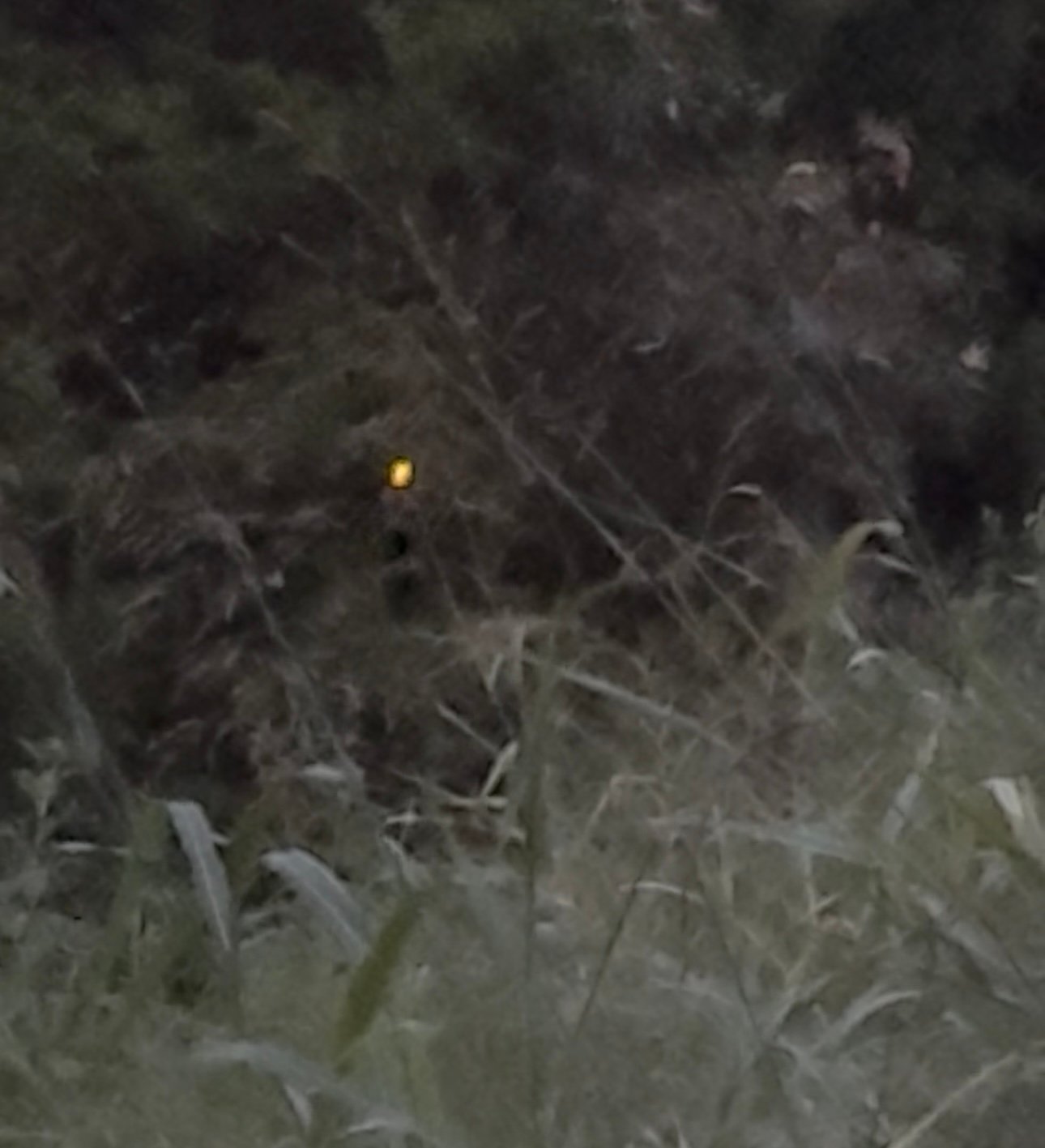 This little light